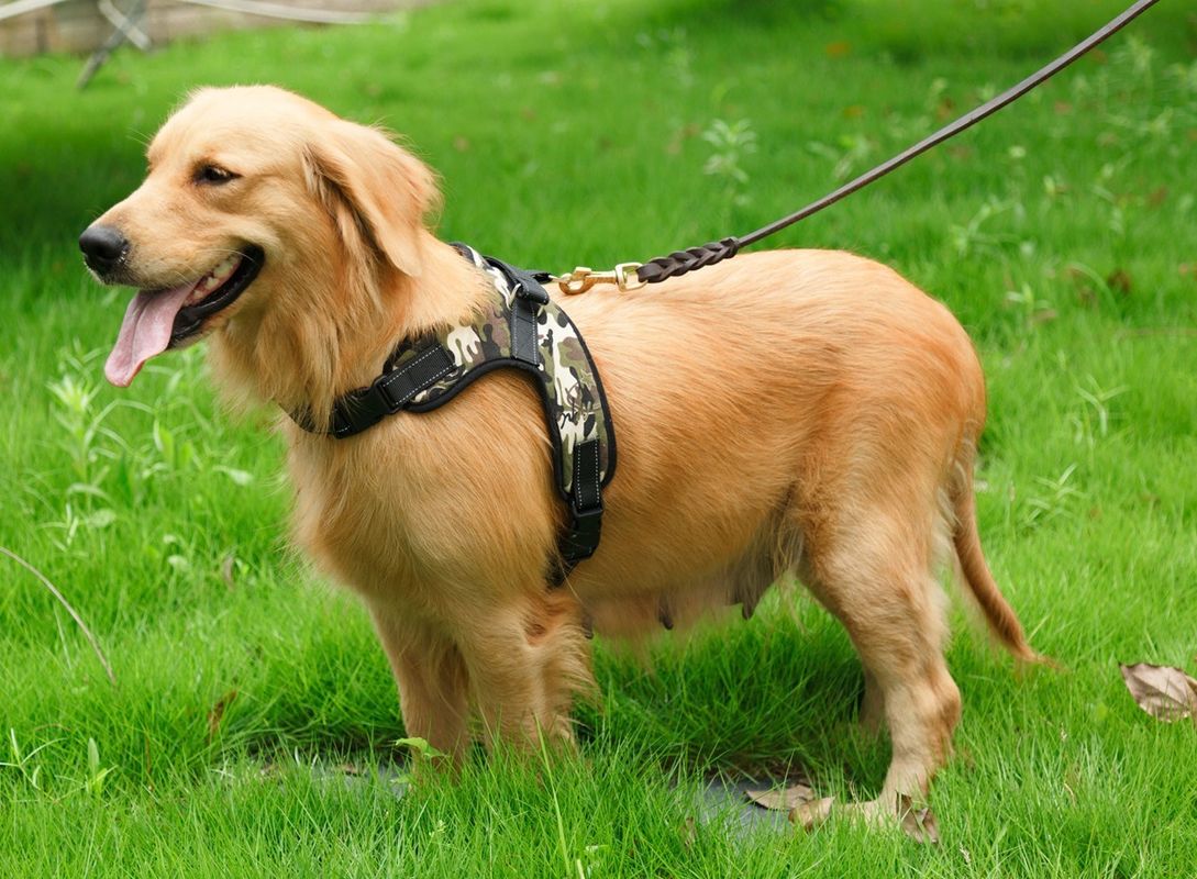 オックスフォードの網のキャンバス通気性の調節可能なパッドを入れられた犬の馬具のベストの飼い犬のサドルの箱の革紐引きペットつば無し