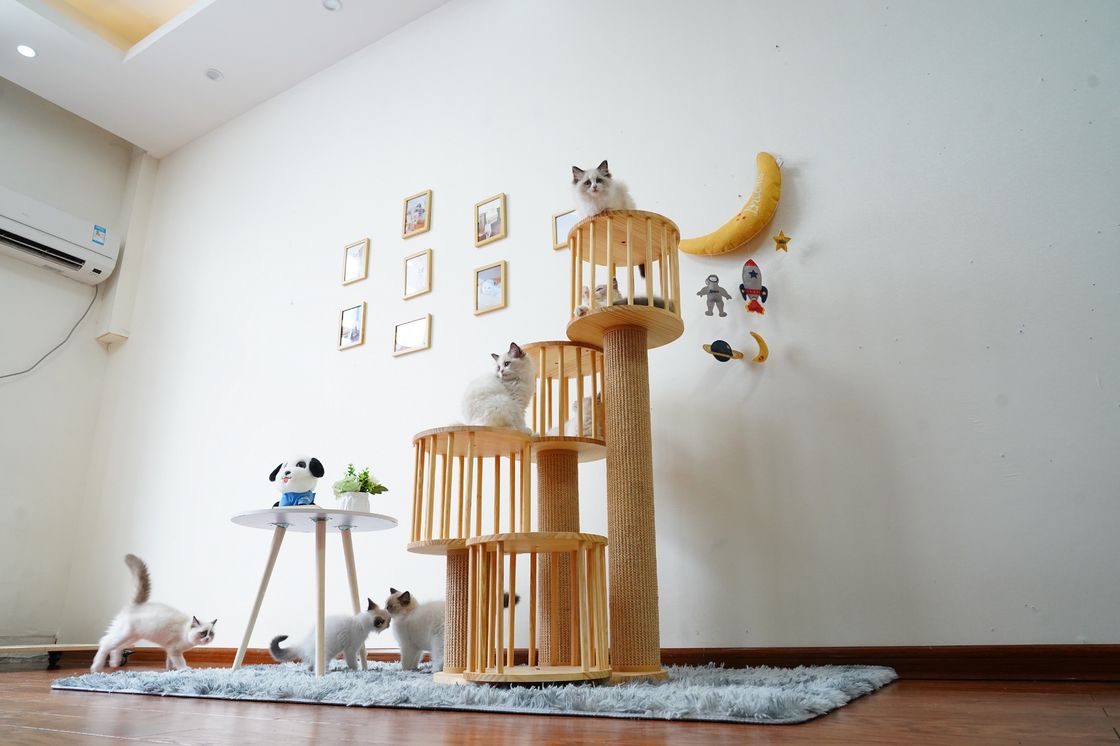 耐久の家の子ネコ猫のポストの負傷を用いる上昇の木タワーのコンドミニアム