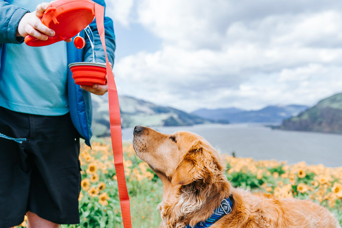 水差しが付いている1本の犬の鎖に付き2021 BSCIの鎖犬水飲むびん5本